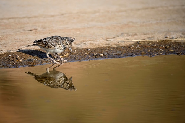 Aves em liberdade e em seu ambiente