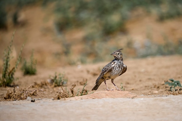 Aves em liberdade e em seu ambiente