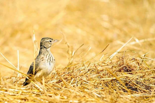 Aves em liberdade e em seu ambiente