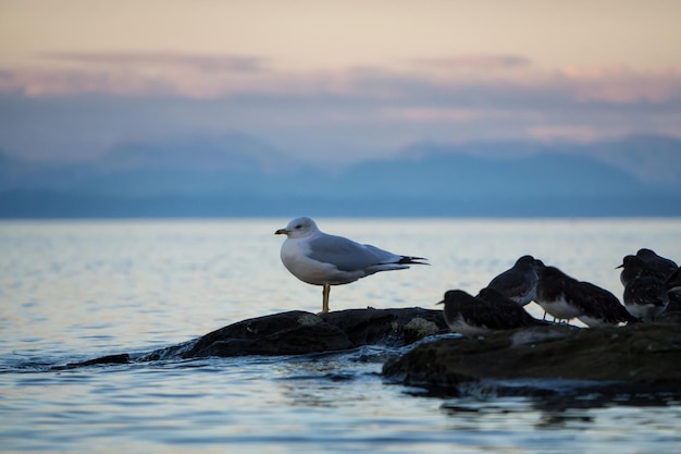 Aves em Port Hardy