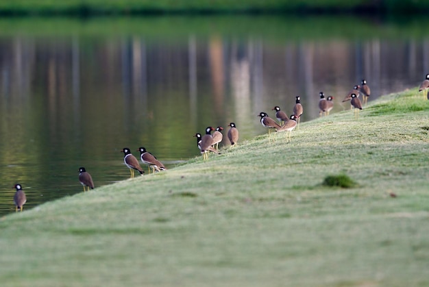 Aves empoleiradas no lago