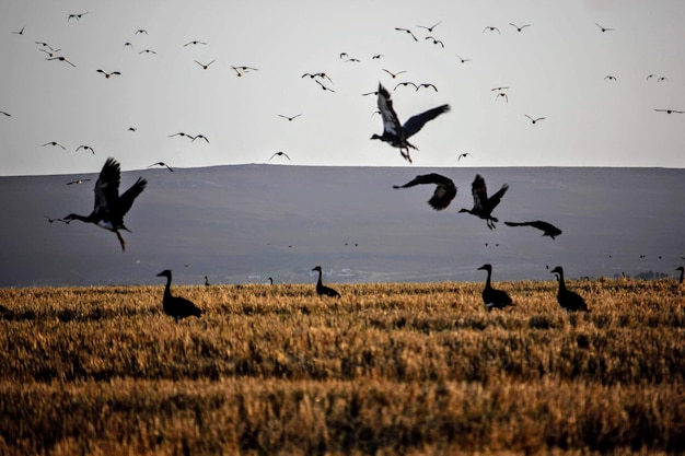 Aves en sudafrica