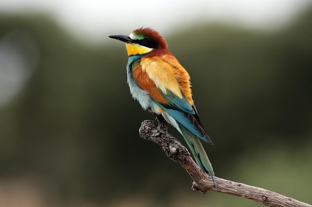 Aves europeas en una rama