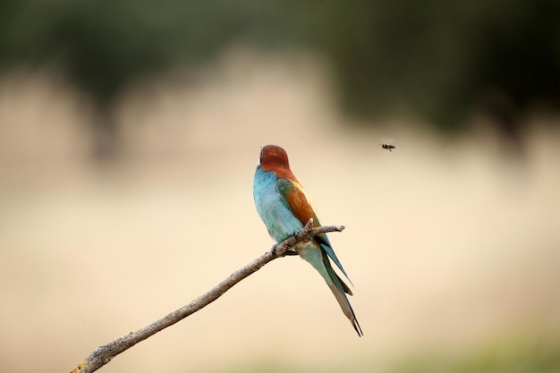 Aves europeas en una rama