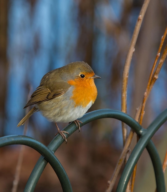 Aves Europeu Robin