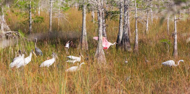 Las aves en los Everglades