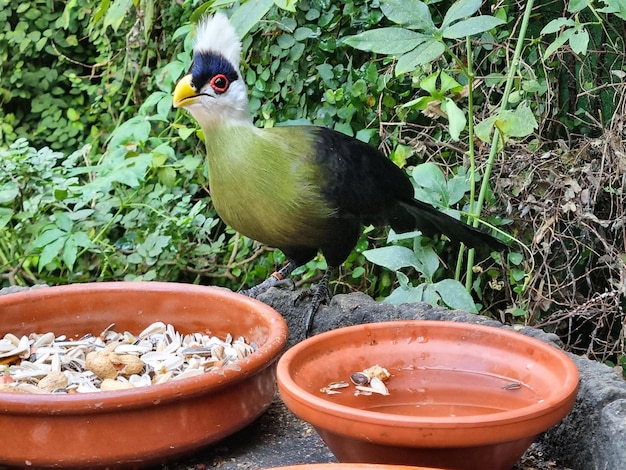 Foto aves exóticas comendo no zoológico tropical