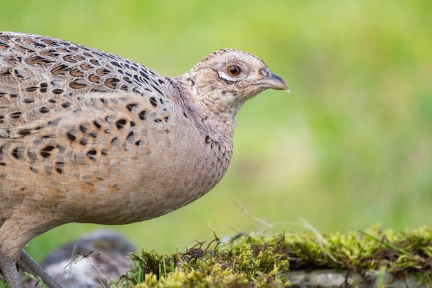 Aves Faisán común Phasianus colchicus en estado salvaje