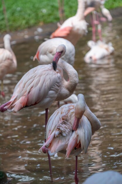 Aves flamencas en el bosque tropical de Brasil