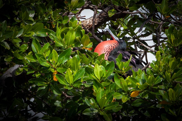 Las aves fragatas también figuran como fragatas fragata fragata fragata fragata