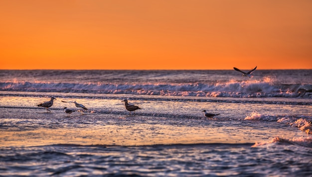 Aves frente al mar. Costa del Océano Atlántico cerca de Nueva York en el área de Rockaway Park