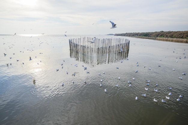 Aves, gaivotas, vôo, acomodação, resorts, Bang Pu, Samut Prakan, Tailândia