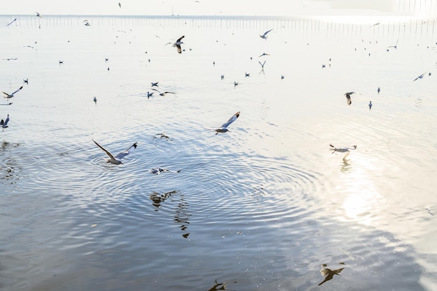 Aves, gaivotas, vôo, acomodação, resorts, Bang Pu, Samut Prakan, Tailândia