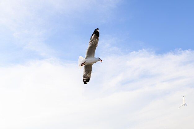 Aves, gaivotas, vôo, acomodação, resorts, bang pu, samut prakan, tailândia