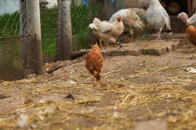Aves en el gallinero Pavo y pollo Agricultura Primer plano de pollo