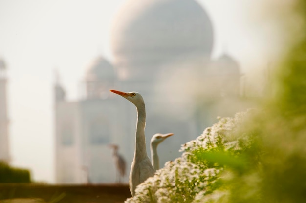 Aves de garza en el fondo del Taj Mahal