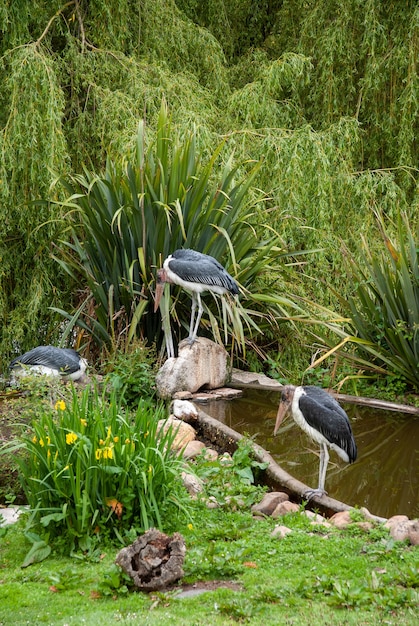 aves garza en el paisaje de la naturaleza