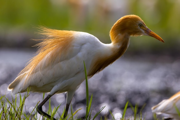 Las aves garzas blancas egretta garzetta están paradas en un arrozal acuoso en busca de comida es una especie de garza pequeña de la familia Ardeidae