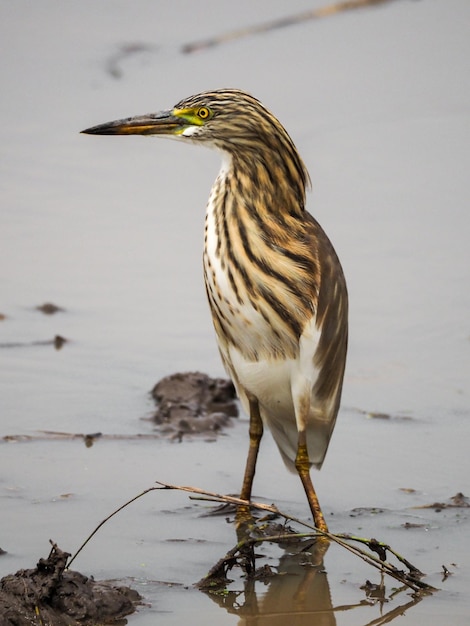 Aves garzas de estanque de Java Aves adultas fuera del área de reproducción