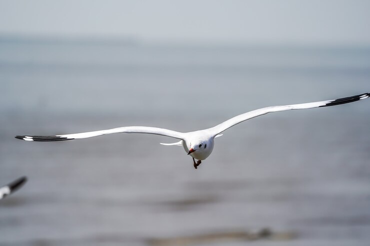 Las aves de la gaviota en la playa y el bosque de manglares en el país de Tailandia.