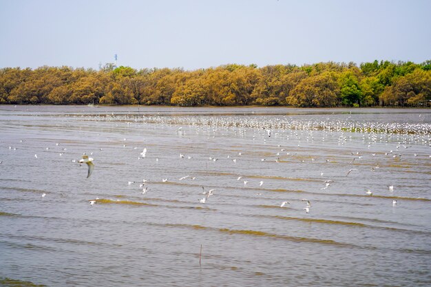 Las aves de la gaviota en la playa y el bosque de manglares en el país de Tailandia.