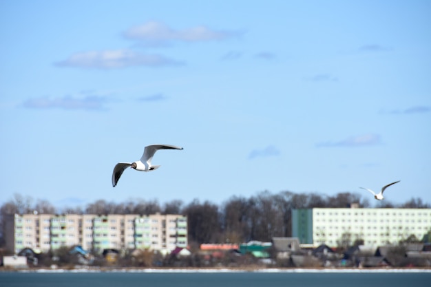 Las aves de la gaviota vuelan sobre el agua del lago en la ciudad en el fondo de las casas