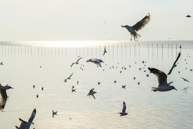 Aves, gaviotas, vuelo, alojamiento, resorts, Bang Pu, Samut Prakan, Tailandia