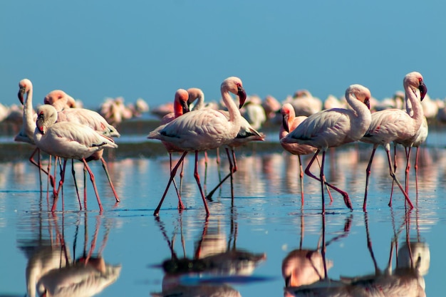 Aves grupales de flamencos rosados africanos caminando alrededor de la laguna azul
