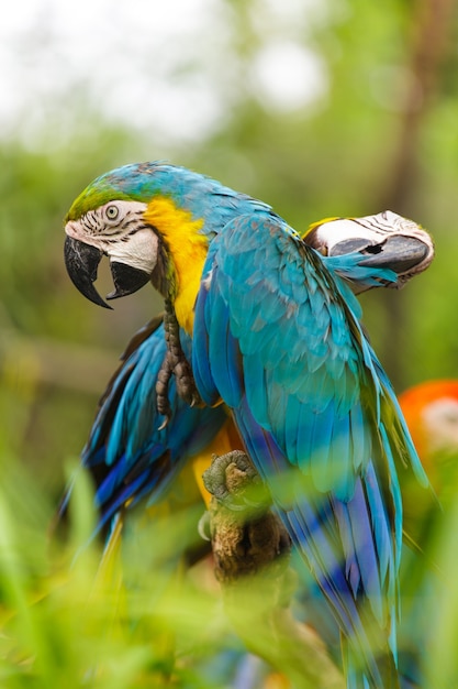 Foto aves guacamayas