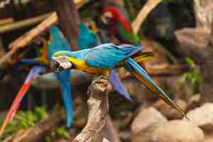 Foto aves guacamayas