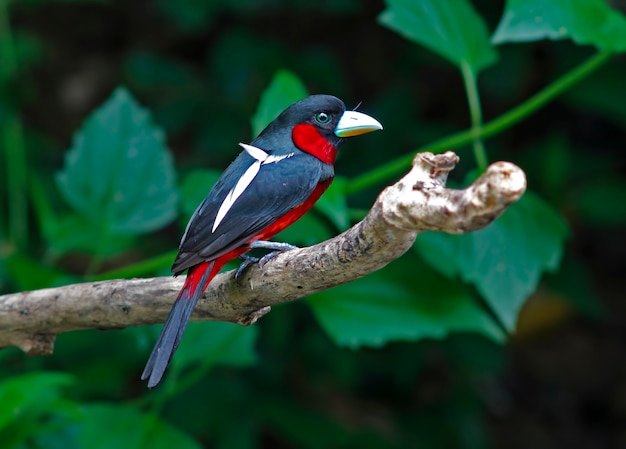 Aves hermosas de Tailandia Cymbirhynchus macrorhynchos negro y rojo