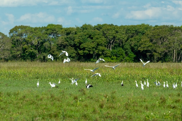 Aves en el humedal de Mato Grosso Pocone Mato Grosso Brasil