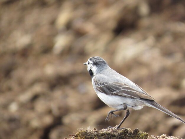 Aves increíblemente hermosas en la naturaleza