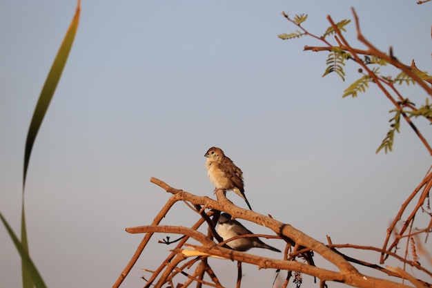 Aves indianas Silverbill (Euodice malabarica)