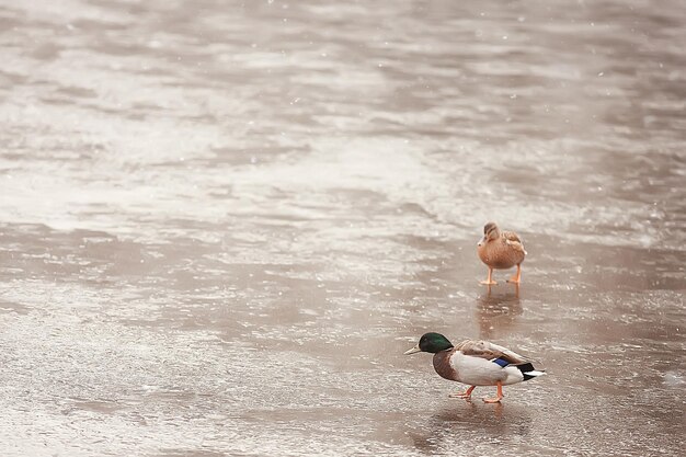 aves invernales / bandada de aves, lago de invierno, aves silvestres en el lago de invierno, patos migratorios estacionales