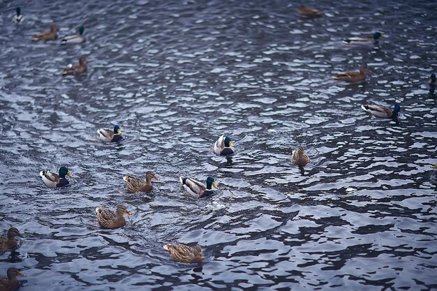 aves invernales / bandada de aves, lago de invierno, aves silvestres en el lago de invierno, patos migratorios estacionales