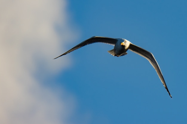 ¡Aves en invierno en la costa cantábrica!