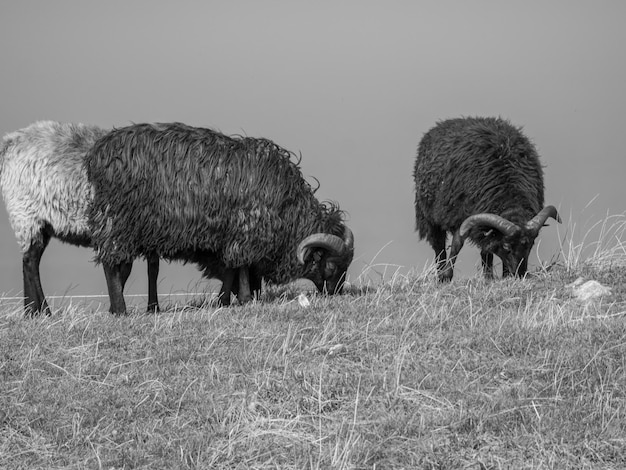 Foto aves en la isla de helgoland