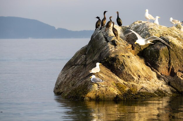 Aves en una isla rocosa en la costa oeste del Océano Pacífico