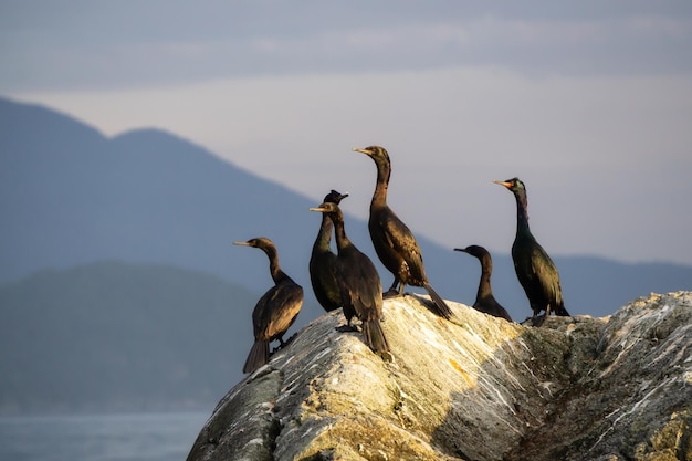 Aves en una isla rocosa en la costa oeste del Océano Pacífico