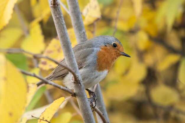 Aves de jardín. Robin Erithacus rubecula en estado salvaje