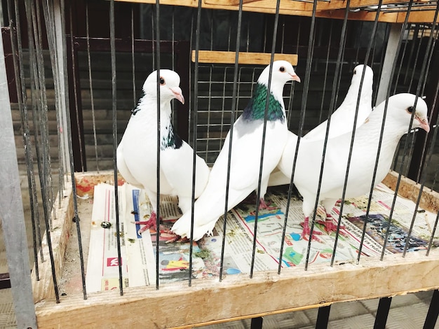 Foto aves en jaula en el zoológico