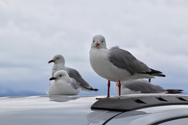 Aves en Kaikoura, Nueva Zelanda