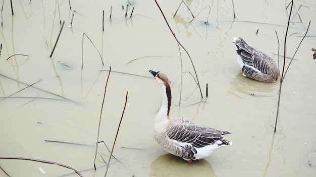 Foto aves en el lago