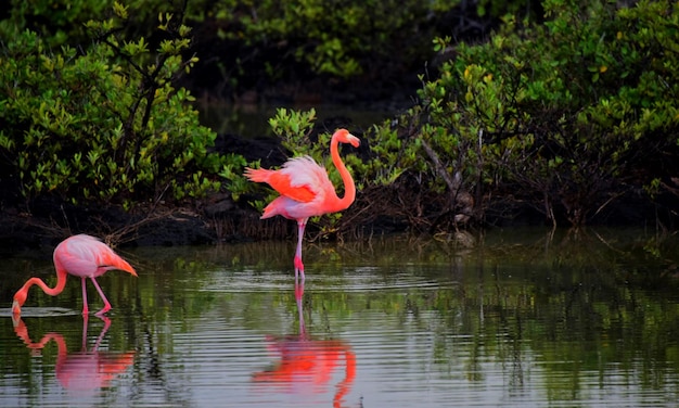 Foto aves en el lago