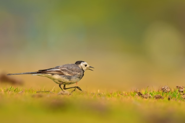 Foto aves lavandera blanca en la naturaleza.