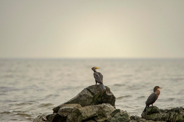 Aves en libertad y en su entorno de uruguay