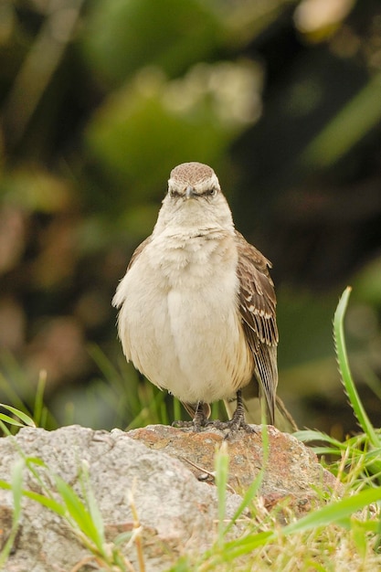 Aves en libertad y en su entorno de uruguay