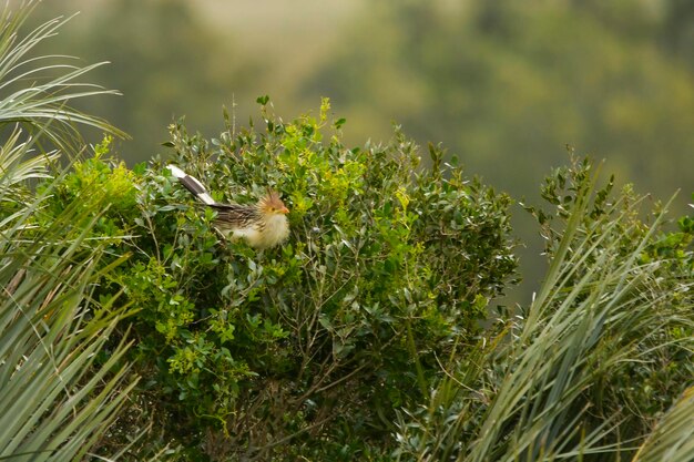 Aves en libertad y en su entorno de uruguay