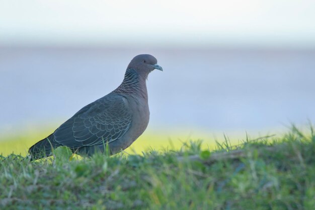 Aves en libertad y en su entorno de uruguay